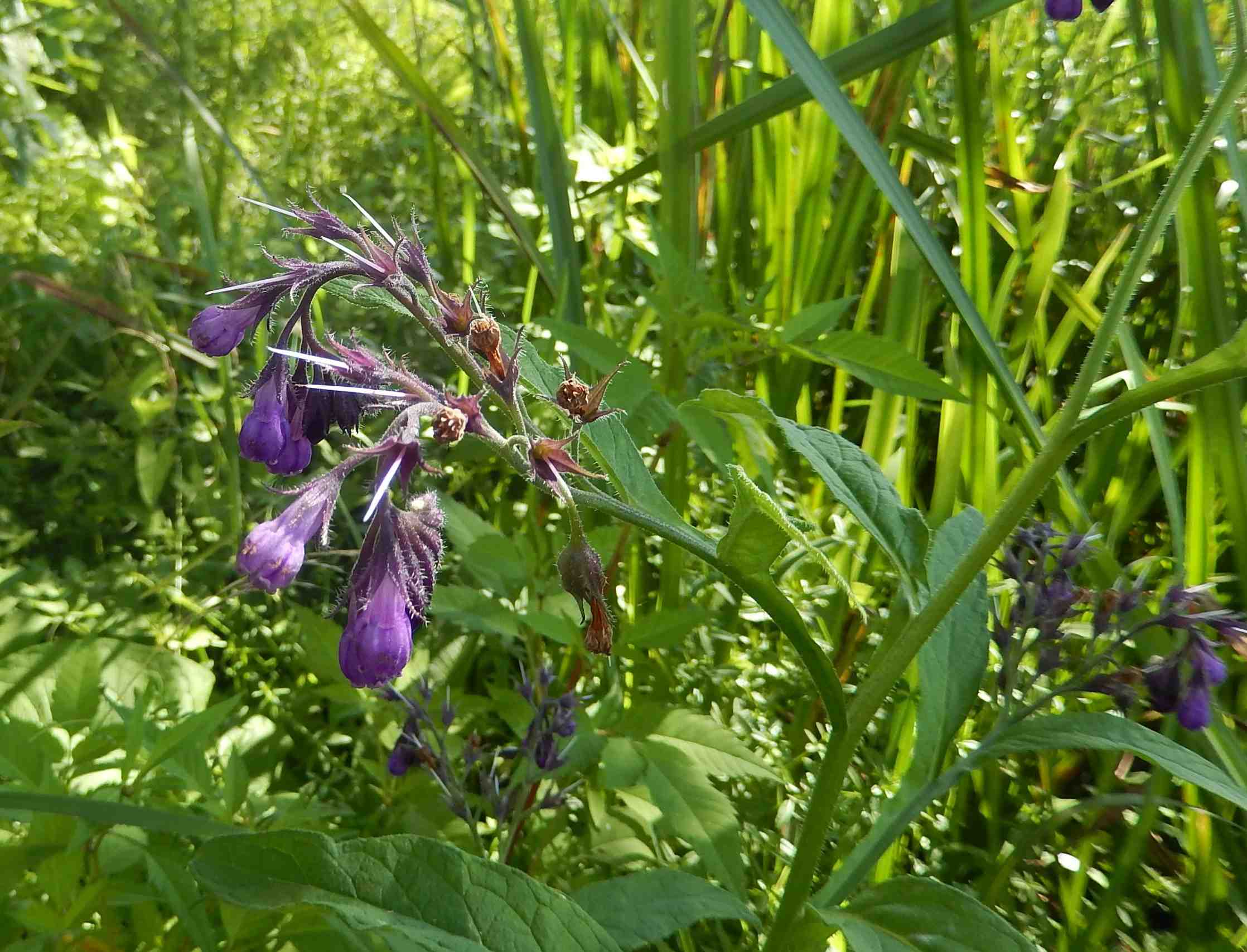 Symphytum officinale L. (Boraginaceae) - Polonia